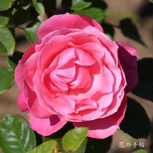 バラ　マガリ（Magali）｜花の手帖のバラ図鑑