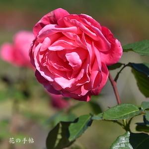 バラ　マガリ（Magali）｜花の手帖のバラ図鑑