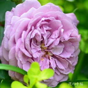 バラ　マジェンタ（Magenta）｜花の手帖のバラ図鑑