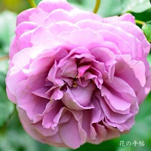 バラ　マジェンタ（Magenta）｜花の手帖のバラ図鑑