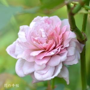 バラ　マジェンタクォーツ（Magenta Quartz）｜花の手帖のバラ図鑑