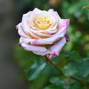 バラ　マジックシルバー（Magic Silver）｜花の手帖のバラ図鑑