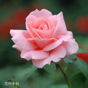 バラ　マヒナ'81（Mahina'81）｜花の手帖のバラ図鑑