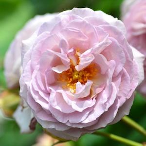 バラ　まほろば（Mahoroba）｜花の手帖のバラ図鑑