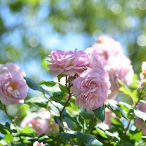 バラ　まほろば（Mahoroba）｜花の手帖のバラ図鑑