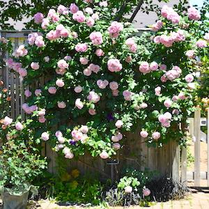 バラ　まほろば（Mahoroba）｜花の手帖のバラ図鑑