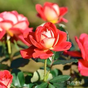 バラ　マイ（舞）｜花の手帖のバラ図鑑