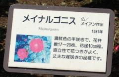 バラ　｜花の手帖のバラ図鑑