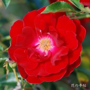 バラ　マイナーフェアー（Mainaufeuer）｜花の手帖のバラ図鑑