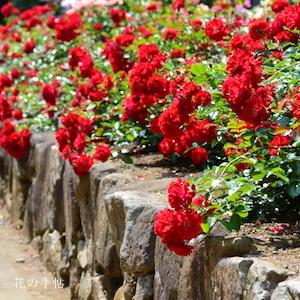 バラ　マイナーフェアー（Mainaufeuer）｜花の手帖のバラ図鑑