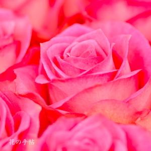 バラ　｜花の手帖のバラ図鑑