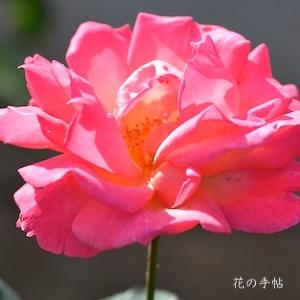 バラ　マインツァー ワッペン（Mainzer Wappen）｜花の手帖のバラ図鑑