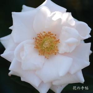 バラ　マジョリカ（Majolika）｜花の手帖のバラ図鑑