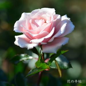 バラ　マジョリカ（Majolika）｜花の手帖のバラ図鑑