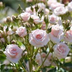 バラ　マジョリカ（Majolika）｜花の手帖のバラ図鑑