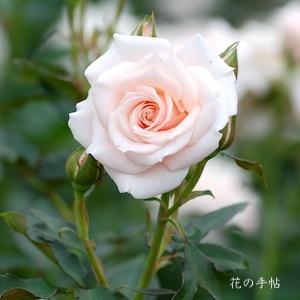 バラ　マジョリカ（Majolika）｜花の手帖のバラ図鑑