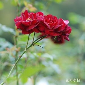 バラ　マリコーン（Malicorne）｜花の手帖のバラ図鑑