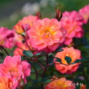 バラ　マンダリン（Mandarin）｜花の手帖のバラ図鑑