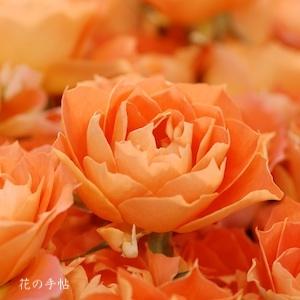バラ　マンダリン ガーネット（Mandarin Garnet）｜花の手帖のバラ図鑑