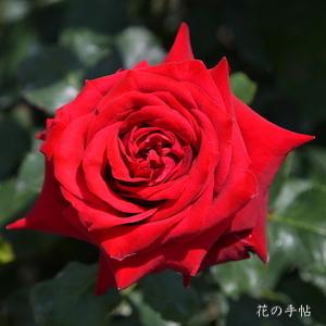 バラ　マノラ（Manora）｜花の手帖のバラ図鑑