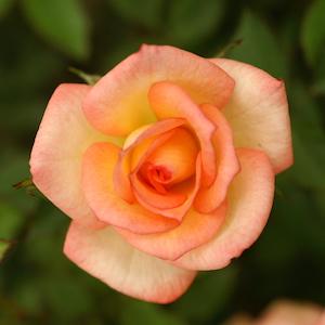 バラ　マーブルローズリーベ｜花の手帖のバラ図鑑