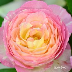 バラ　マルクシャガール（Marc Chagall）｜花の手帖のバラ図鑑