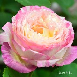 バラ　マルクシャガール（Marc Chagall）｜花の手帖のバラ図鑑