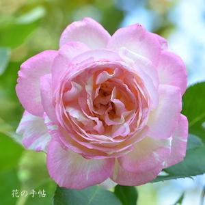 バラ　マルクシャガール（Marc Chagall）｜花の手帖のバラ図鑑