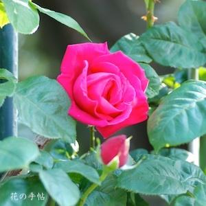 バラ　ツル マリアカラス（Maria Callas, Cl.）｜花の手帖のバラ図鑑