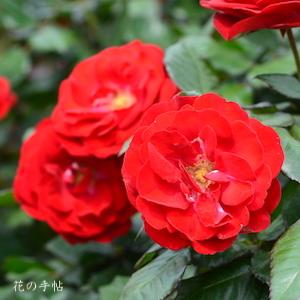 バラ　マリアンデール（Mariandel）｜花の手帖のバラ図鑑