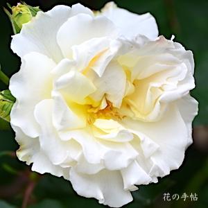 バラ　マリー マーキュリー IYC2011｜花の手帖のバラ図鑑