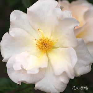 バラ　マリエ（Mariee）｜花の手帖のバラ図鑑