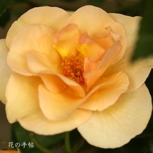 バラ　マリエ（Mariee）｜花の手帖のバラ図鑑