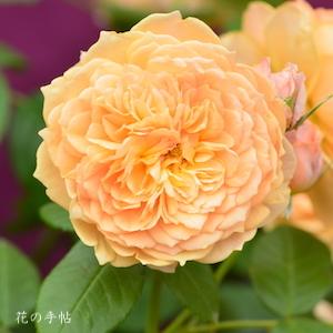 バラ　マリー ルイーズ ドゥ ラ ラメー（Marie Louise de la Ramee）｜花の手帖のバラ図鑑