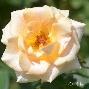 バラ　マリリン モンロー（Marilyn Monroe）｜花の手帖のバラ図鑑