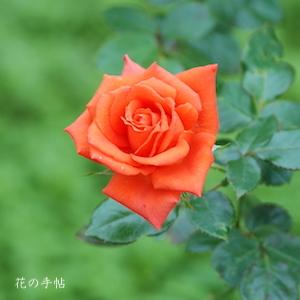 バラ　マリーナ（Marina）｜花の手帖のバラ図鑑