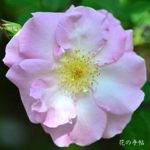 バラ　マリネット（Marinette）｜花の手帖のバラ図鑑