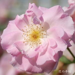 バラ　マリネット（Marinette）｜花の手帖のバラ図鑑