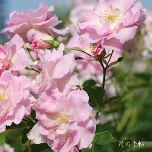 バラ　マリネット（Marinette）｜花の手帖のバラ図鑑