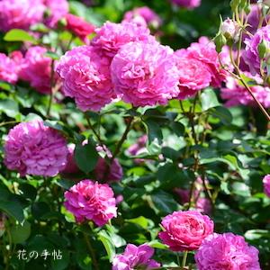 バラ　｜花の手帖のバラ図鑑