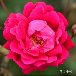 バラ　ファビー／ファビエ（Fabvier）｜花の手帖のバラ図鑑