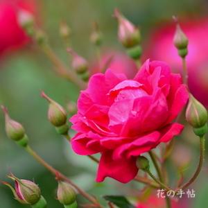 バラ　ファビー／ファビエ（Fabvier）｜花の手帖のバラ図鑑