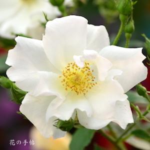 バラ　マリーアンドゥラマルティーヌ｜花の手帖のバラ図鑑