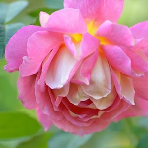 バラ　マリー マーガレット マクブライト（Mary Margaret McBride）｜花の手帖のバラ図鑑