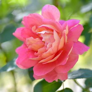 バラ　マリー マーガレット マクブライト（Mary Margaret McBride）｜花の手帖のバラ図鑑