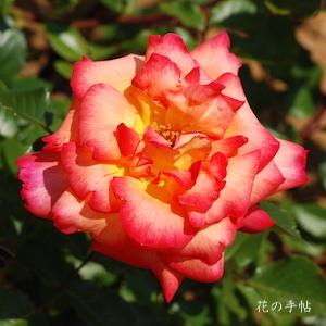 バラ　マスコット’77（Mascotte '77）｜花の手帖のバラ図鑑