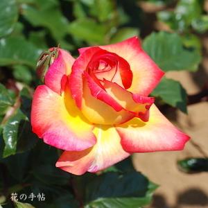 バラ　マスコット’77（Mascotte '77）｜花の手帖のバラ図鑑