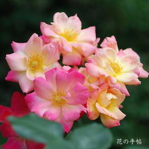 バラ　マスケラード（Masquerade）｜花の手帖のバラ図鑑