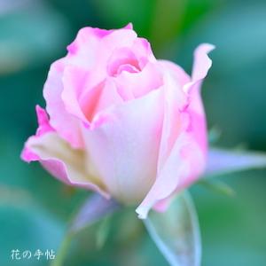 バラ　マチルダ（Matilda）｜花の手帖のバラ図鑑