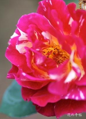 バラ　モーリス ユトリロ（Maurice Utlillo）｜花の手帖のバラ図鑑